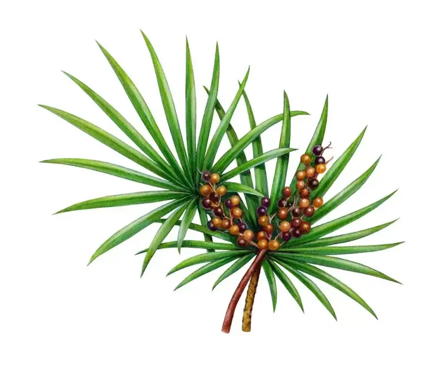 saw palmetto ve spreji Trichomist Forte